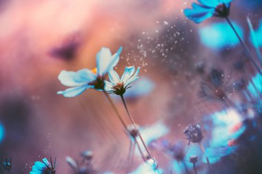 Gündüz sırasında doğada çiçek