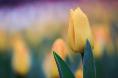 Gündüz sırasında doğada çiçek