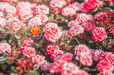 Gündüz sırasında doğada çiçek