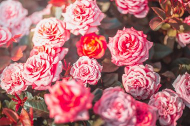 Gündüz sırasında doğada çiçek