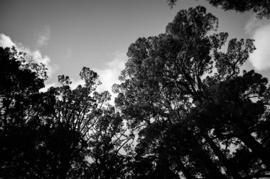 Gündüz, siyah ve beyaz resim sırasında ağaçlar 