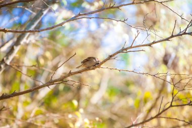 Gündüz sırasında doğada kuş