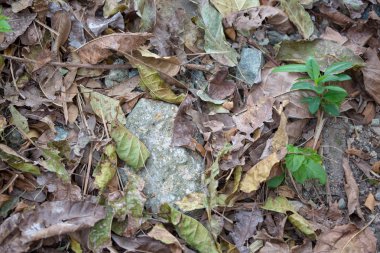 Gündüz sırasında doğada çiçek