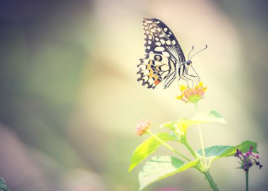 Açık havada gündüz sırasında güzel kelebek