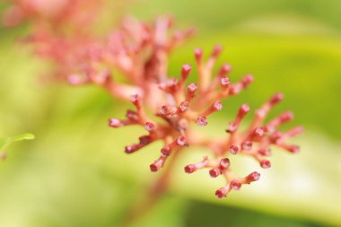 Gündüzleri yeşil ağaç yaprak