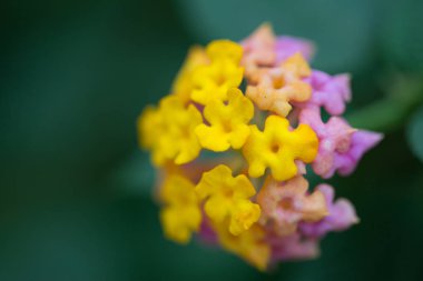 Gündüz sırasında doğada çiçek