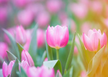 güzel lale çiçek üzerinde arka plan bulanık