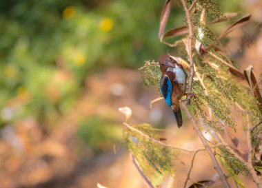 Gündüz sırasında doğada kuş