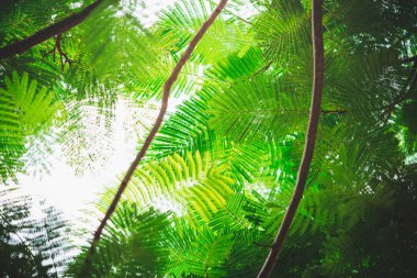 yeşil yapraklar mavi gökyüzüne karşı 