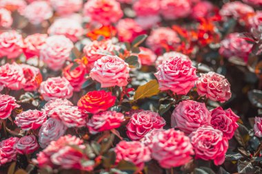 Gündüz sırasında doğada çiçek