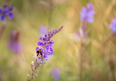 Gündüz sırasında doğada çiçek