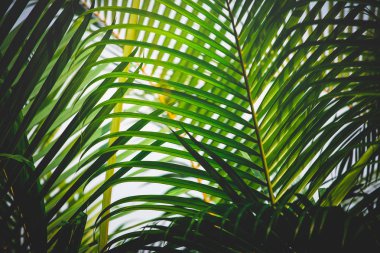 yeşil yapraklar mavi gökyüzüne karşı 