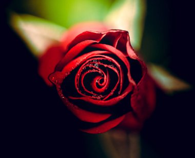 Gündüz sırasında doğada çiçek