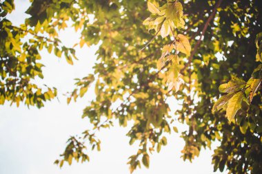 yeşil yapraklar mavi gökyüzüne karşı 