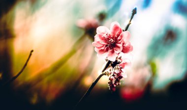 Gündüz sırasında doğada çiçek