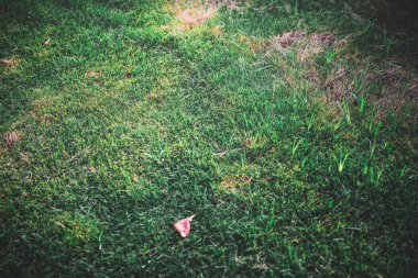 yeşil yapraklar mavi gökyüzüne karşı 