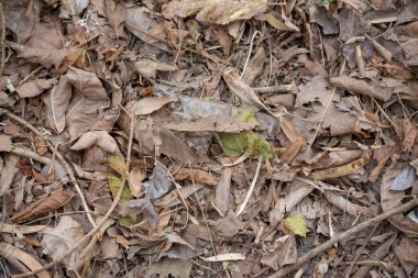 Gündüz sırasında doğada çiçek