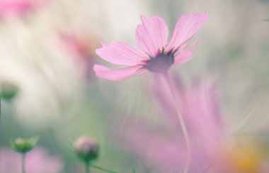 Gündüz sırasında doğada çiçek