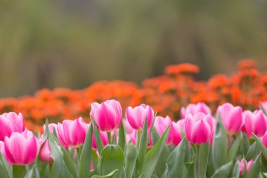 güzel lale çiçek üzerinde arka plan bulanık