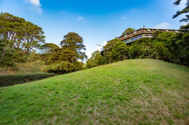 Gündüzleri yeşil ağaç yaprak