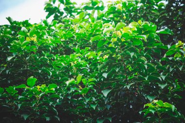 yeşil yapraklar mavi gökyüzüne karşı 