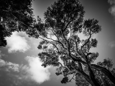 Gündüz, siyah ve beyaz resim sırasında ağaçlar 