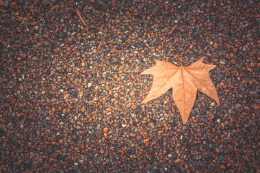 Gündüz sırasında Sonbahar zaman Park
