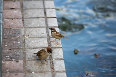 Gündüz sırasında doğada kuş