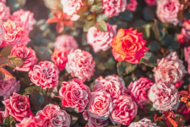 Gündüz sırasında doğada çiçek