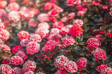 Gündüz sırasında doğada çiçek