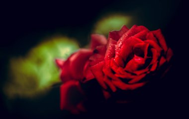 Gündüz sırasında doğada çiçek