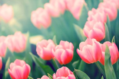 güzel lale çiçek üzerinde arka plan bulanık