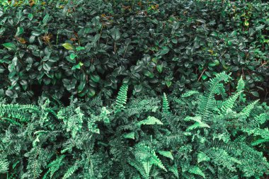 yeşil yapraklar mavi gökyüzüne karşı 