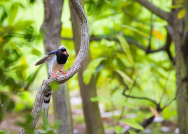 Gündüz sırasında doğada kuş