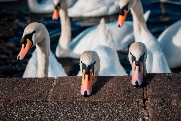 Svanar Flock Sjön Dagtid — Stockfoto