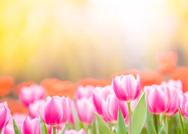 Belas Flores Tulipa Fundo Borrado — Fotografia de Stock