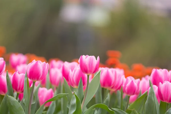 Beautiful Tulip Flowers Blurred Background — Stock Photo, Image