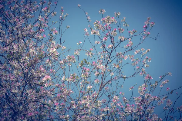 Blommande Träd Dagtid Mot Blå Himmel — Stockfoto