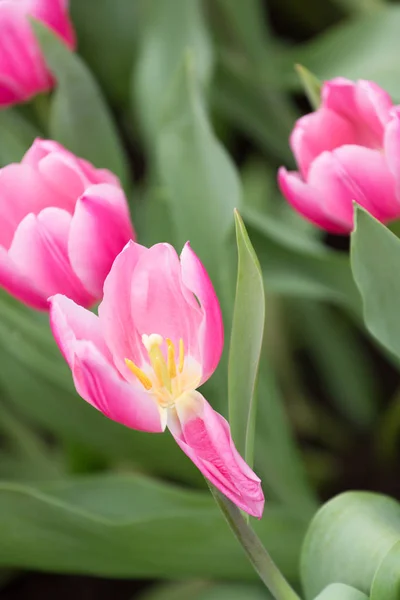 Güzel Lale Çiçek Üzerinde Arka Plan Bulanık — Stok fotoğraf