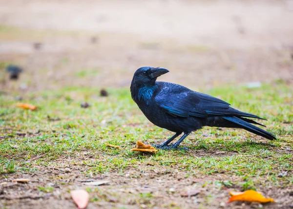 Birds Nature Daytime — Stock Photo, Image