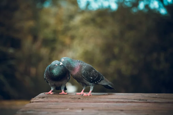 Pigeons Extérieur Pendant Journée — Photo