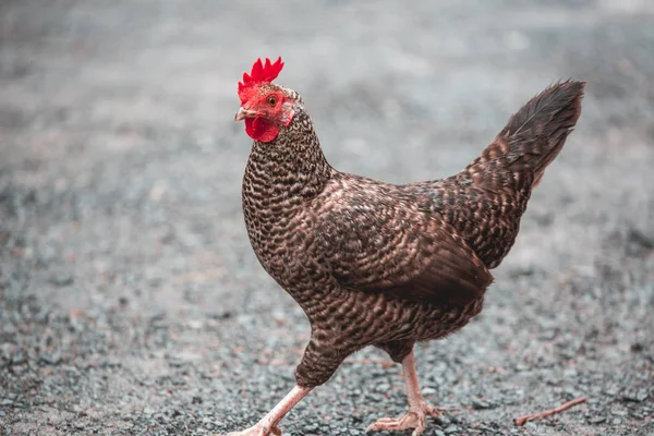 Coq Ferme Pendant Journée — Photo