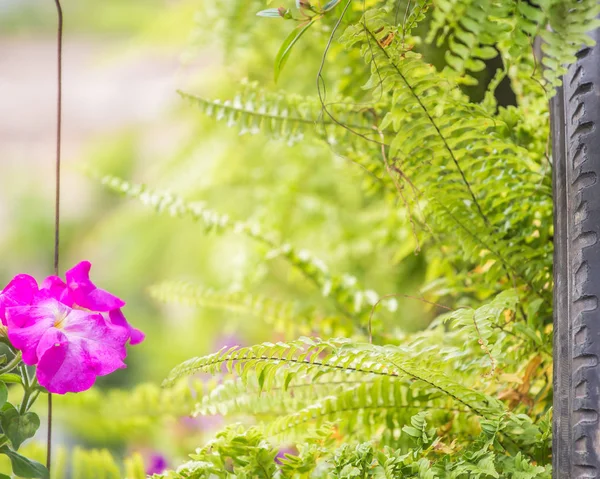 Fiori Natura Durante Giorno — Foto Stock