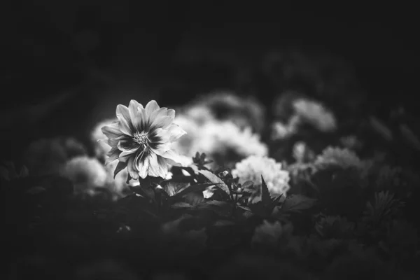 Gündüz Siyah Beyaz Resim Sırasında Doğada Çiçek — Stok fotoğraf