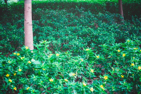 Yeşil Yapraklar Mavi Gökyüzüne Karşı — Stok fotoğraf
