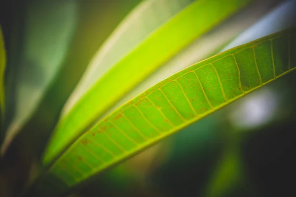 Groene Bladeren Tegen Blauwe Lucht — Stockfoto