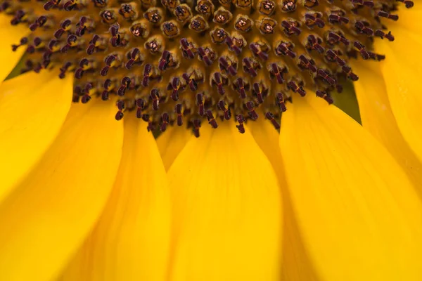 Fleurs Dans Nature Pendant Journée — Photo