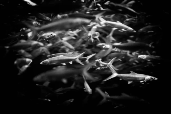 Fishes Swimming Water — Stock Photo, Image