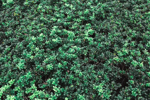 Зелене Листя Тлі Блакитного Неба — стокове фото