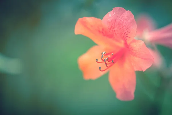 昼間は自然の中の花 — ストック写真